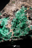 04991 -  Well Crystallized Acicular Brochantite with Quartz from South Morocco