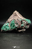 04991 -  Well Crystallized Acicular Brochantite with Quartz from South Morocco