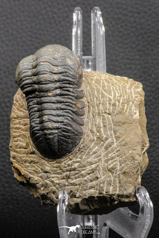 07985 - Top Rare Detailed 2.37 Inch Reedops sp Lower Devonian Trilobite