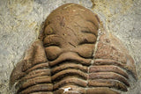 22035 - Top Rare 3.41 Inch Eccoptochile sp Middle Ordovician Trilobite Taddrist Formation