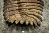 22035 - Top Rare 3.41 Inch Eccoptochile sp Middle Ordovician Trilobite Taddrist Formation
