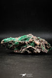 04991 -  Well Crystallized Acicular Brochantite with Quartz from South Morocco