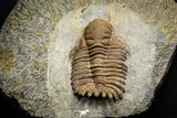 22035 - Top Rare 3.41 Inch Eccoptochile sp Middle Ordovician Trilobite Taddrist Formation