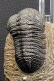 07985 - Top Rare Detailed 2.37 Inch Reedops sp Lower Devonian Trilobite