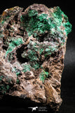 04991 -  Well Crystallized Acicular Brochantite with Quartz from South Morocco