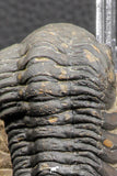 07985 - Top Rare Detailed 2.37 Inch Reedops sp Lower Devonian Trilobite