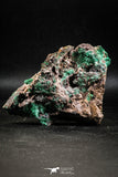 04991 -  Well Crystallized Acicular Brochantite with Quartz from South Morocco