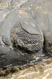 07985 - Top Rare Detailed 2.37 Inch Reedops sp Lower Devonian Trilobite