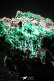 04991 -  Well Crystallized Acicular Brochantite with Quartz from South Morocco