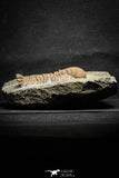 22035 - Top Rare 3.41 Inch Eccoptochile sp Middle Ordovician Trilobite Taddrist Formation