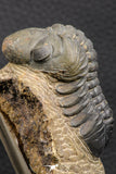 07985 - Top Rare Detailed 2.37 Inch Reedops sp Lower Devonian Trilobite