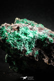 04991 -  Well Crystallized Acicular Brochantite with Quartz from South Morocco