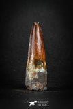 88153 - Top Beautiful Red 1.97 Inch Spinosaurus Dinosaur Tooth Cretaceous
