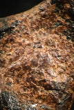 04992 - Agoudal Imilchil Iron IIAB Meteorite <1g ORIENTED Collector Grade