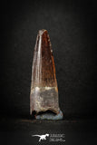 88153 - Top Beautiful Red 1.97 Inch Spinosaurus Dinosaur Tooth Cretaceous