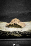 22035 - Top Rare 3.41 Inch Eccoptochile sp Middle Ordovician Trilobite Taddrist Formation