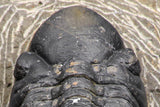 07986 - Top Rare Detailed 2.15 Inch Reedops sp Lower Devonian Trilobite