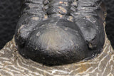 07986 - Top Rare Detailed 2.15 Inch Reedops sp Lower Devonian Trilobite