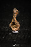 04993 - Agoudal Imilchil Iron IIAB Meteorite <1g Collector Grade