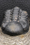 07986 - Top Rare Detailed 2.15 Inch Reedops sp Lower Devonian Trilobite