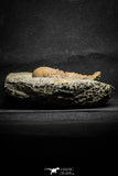 22035 - Top Rare 3.41 Inch Eccoptochile sp Middle Ordovician Trilobite Taddrist Formation