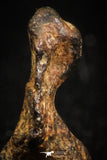 04993 - Agoudal Imilchil Iron IIAB Meteorite <1g Collector Grade