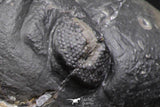 07986 - Top Rare Detailed 2.15 Inch Reedops sp Lower Devonian Trilobite