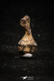 04993 - Agoudal Imilchil Iron IIAB Meteorite <1g Collector Grade