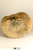 30738 - Partial Prepared 2.94 Inch Dicranurus monstrosus Lower Devonian Trilobite