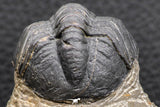 07986 - Top Rare Detailed 2.15 Inch Reedops sp Lower Devonian Trilobite