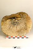 30738 - Partial Prepared 2.94 Inch Dicranurus monstrosus Lower Devonian Trilobite