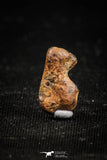 04994 - Agoudal Imilchil Iron IIAB Meteorite <1g Collector Grade