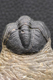 07986 - Top Rare Detailed 2.15 Inch Reedops sp Lower Devonian Trilobite