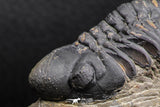 07986 - Top Rare Detailed 2.15 Inch Reedops sp Lower Devonian Trilobite