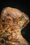 04994 - Agoudal Imilchil Iron IIAB Meteorite <1g Collector Grade