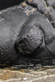 07986 - Top Rare Detailed 2.15 Inch Reedops sp Lower Devonian Trilobite