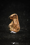 04994 - Agoudal Imilchil Iron IIAB Meteorite <1g Collector Grade