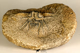 30738 - Partial Prepared 2.94 Inch Dicranurus monstrosus Lower Devonian Trilobite