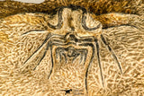 30738 - Partial Prepared 2.94 Inch Dicranurus monstrosus Lower Devonian Trilobite
