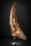 88145 - Top Huge 3.03 Inch Elosuchus Cherifiensis Crocodile Tooth Cretaceous KemKem