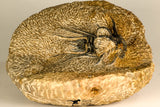 30738 - Partial Prepared 2.94 Inch Dicranurus monstrosus Lower Devonian Trilobite