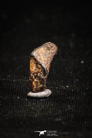04995 - Agoudal Imilchil Iron IIAB Meteorite <1g Collector Grade