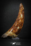 88145 - Top Huge 3.03 Inch Elosuchus Cherifiensis Crocodile Tooth Cretaceous KemKem
