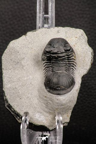 07987 - Nicely Prepared 1.77 Inch Paralejurus spatuliformis Devonian Trilobite