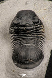 07987 - Nicely Prepared 1.77 Inch Paralejurus spatuliformis Devonian Trilobite