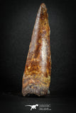 88145 - Top Huge 3.03 Inch Elosuchus Cherifiensis Crocodile Tooth Cretaceous KemKem