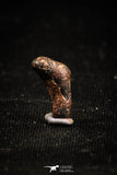 04995 - Agoudal Imilchil Iron IIAB Meteorite <1g Collector Grade