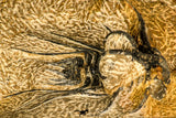 30738 - Partial Prepared 2.94 Inch Dicranurus monstrosus Lower Devonian Trilobite