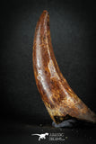 88145 - Top Huge 3.03 Inch Elosuchus Cherifiensis Crocodile Tooth Cretaceous KemKem