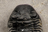 07987 - Nicely Prepared 1.77 Inch Paralejurus spatuliformis Devonian Trilobite